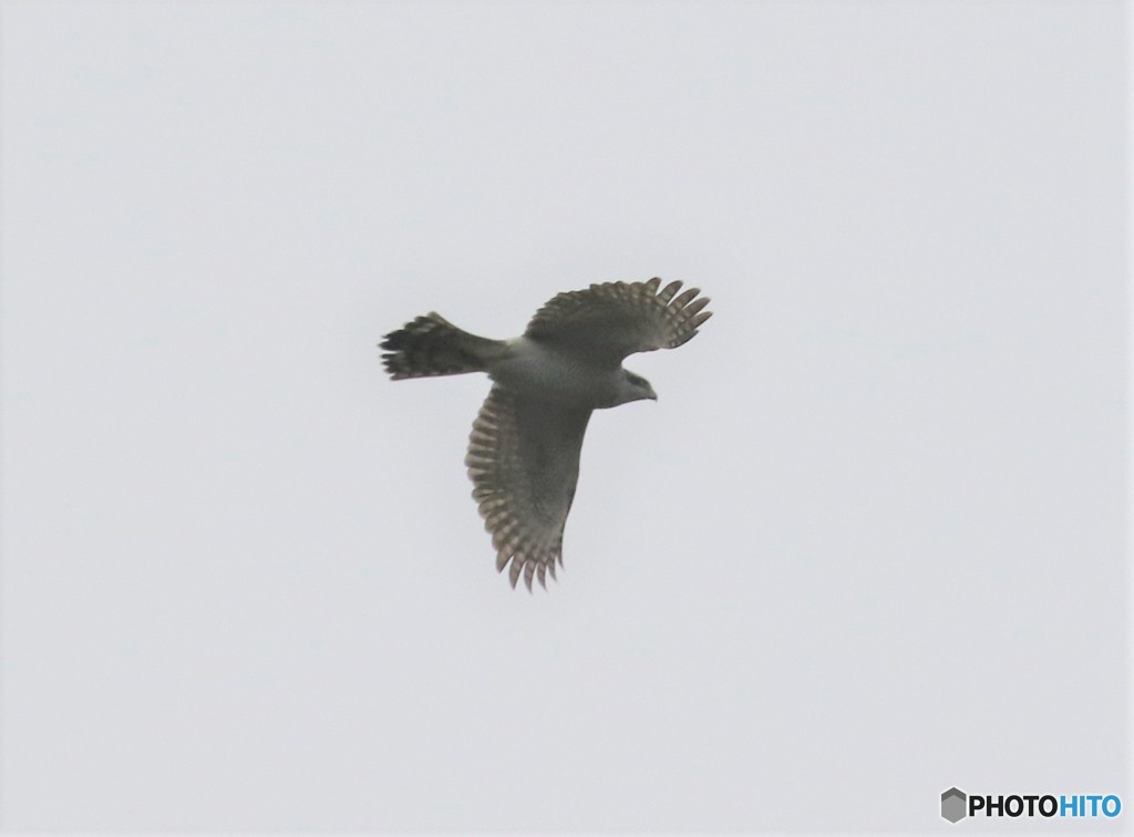 オオタカさん。