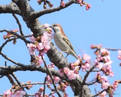 ニュウナイスズメさんに寒桜。