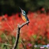 カワセミさん。