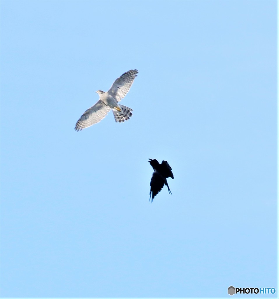 オオタカさんとハシブトガラスさん。