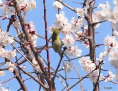 白梅にメジロさん。