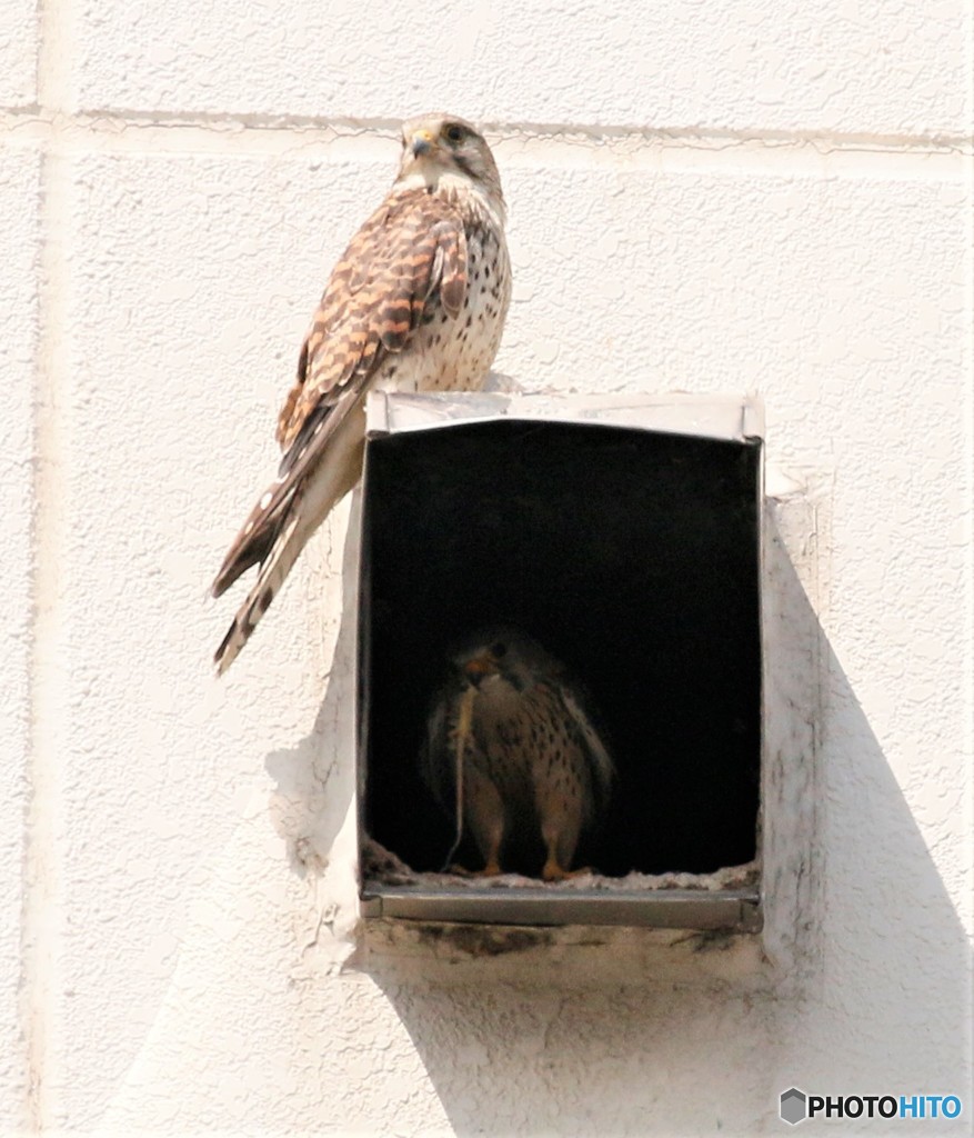 愛鳥週間です。