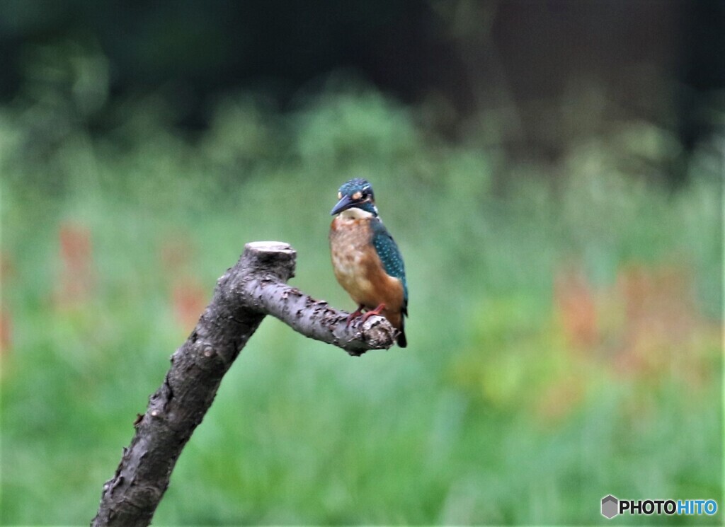 カワセミさん。