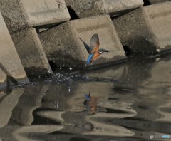 しばらくぶりのカワセミくん。