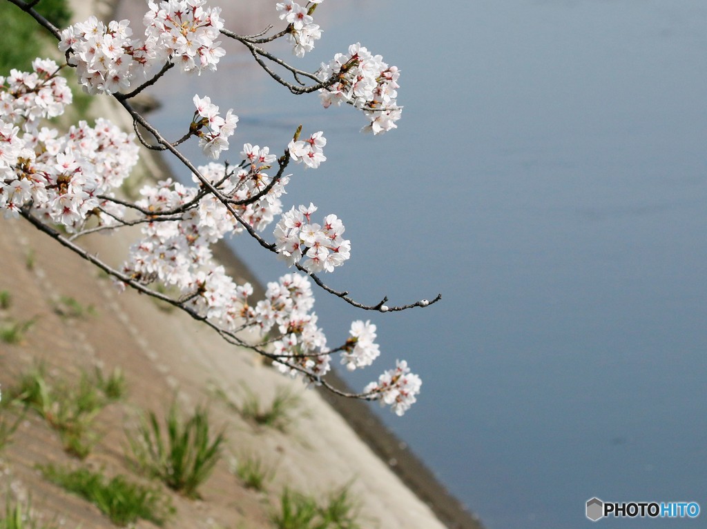 サクラと小川。