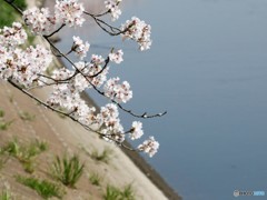 サクラと小川。