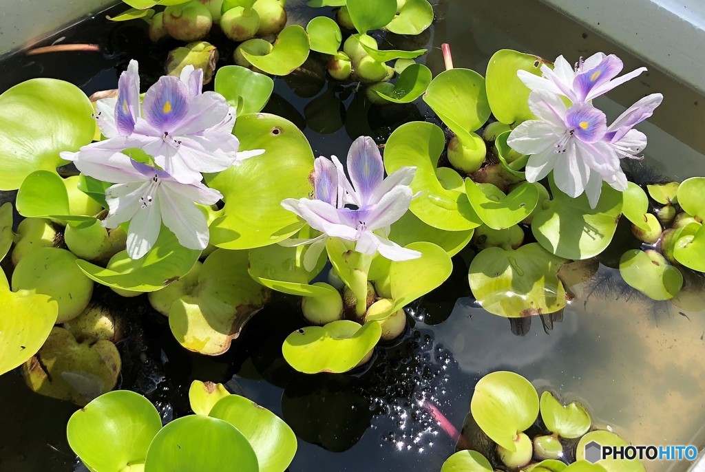 メダカの学校・ホテイアオイの花。