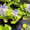 メダカの学校・ホテイアオイの花。