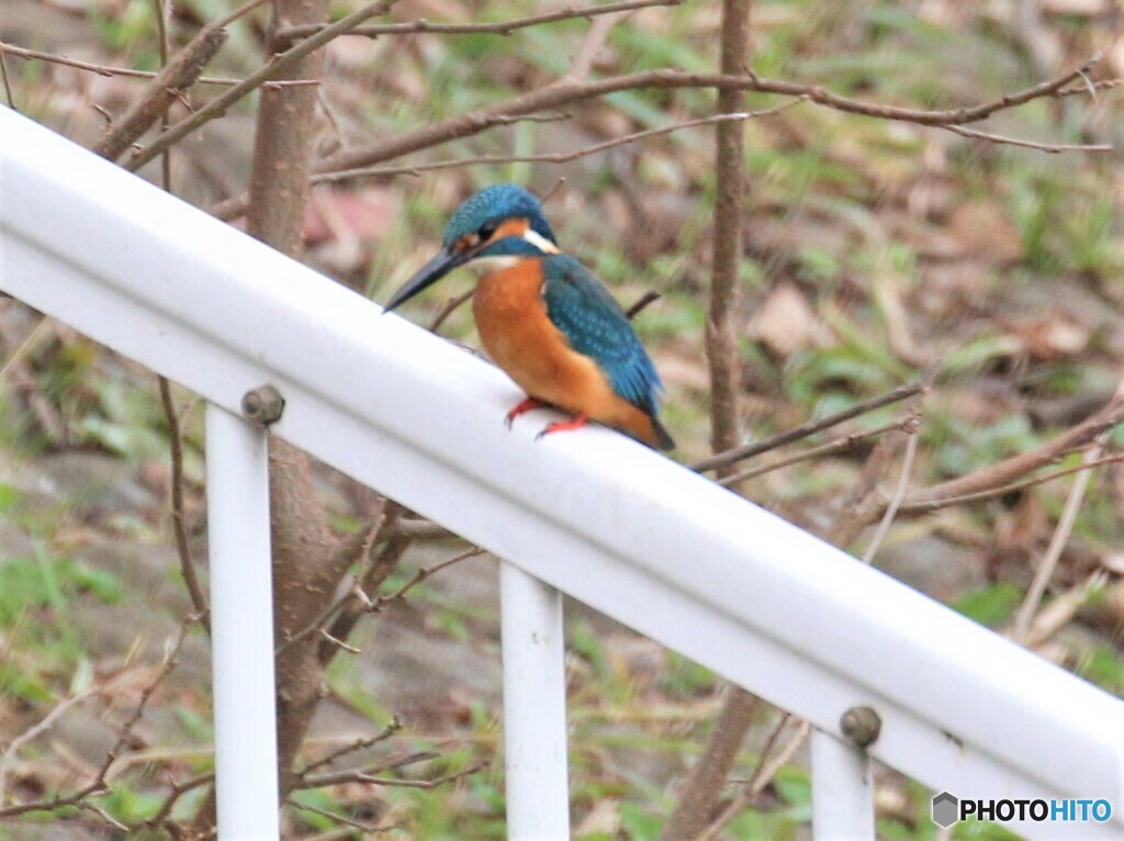 カワセミさん。