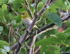シチトウメジロさん。