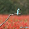 カワセミさん。