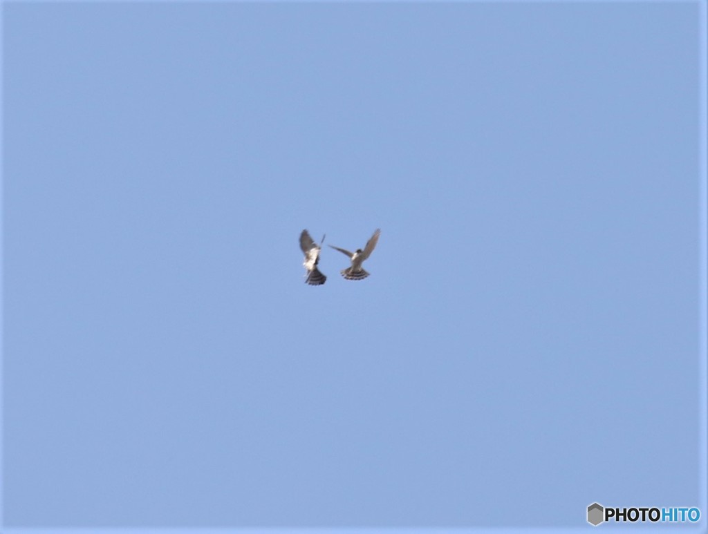 ２羽のハイタカさん。