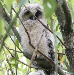 トラフズクのヒナ。
