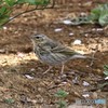 ビンズイさん。
