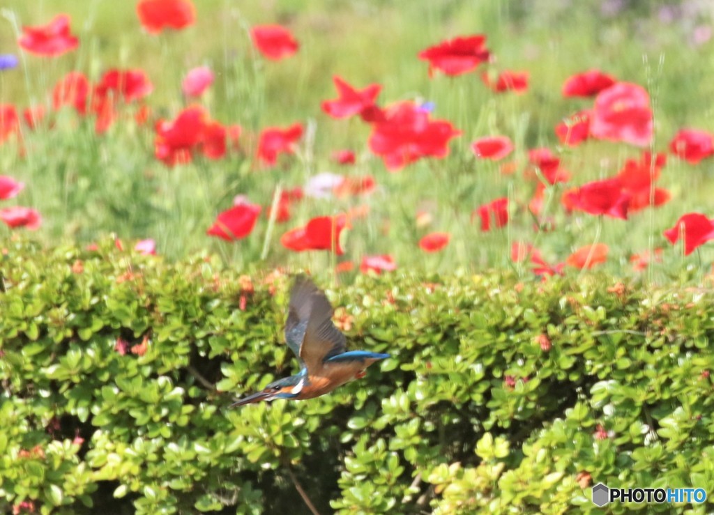 カワセミくん。