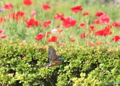 カワセミくん。