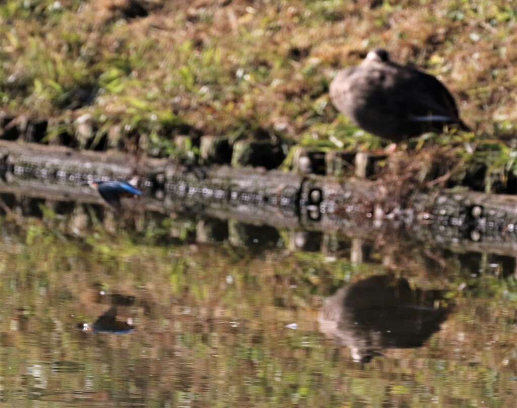 カワセミさんとカルガモさん。