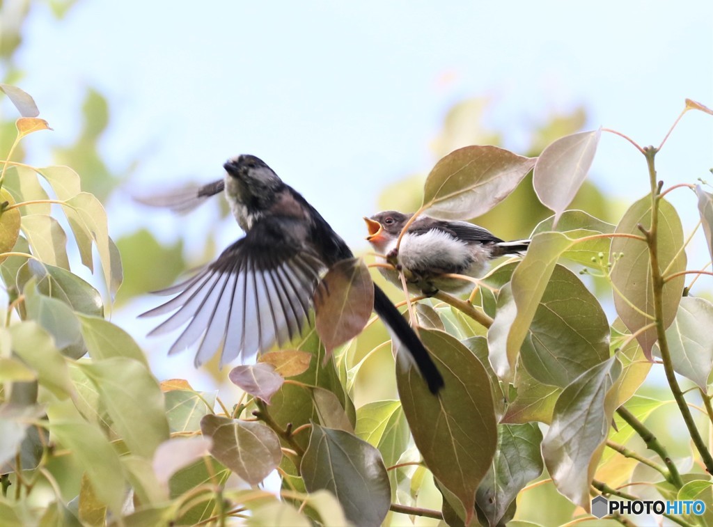 エナガさんの親子。