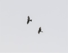 小型猛禽類さん。