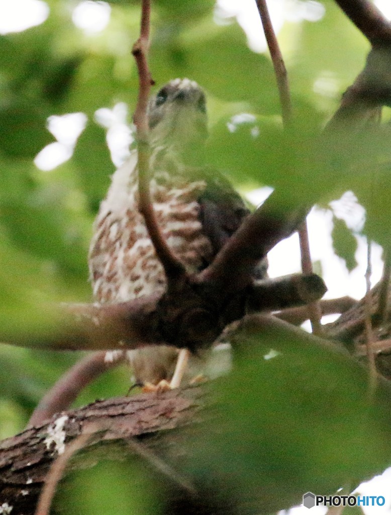 ツミさんのヒナ。②