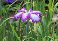 花しょうぶ。