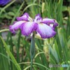 花しょうぶ。