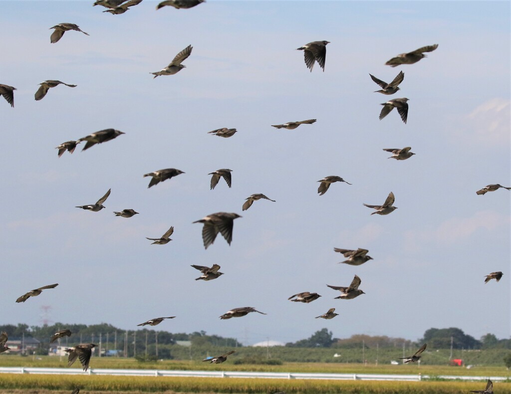 ムクドリさん。