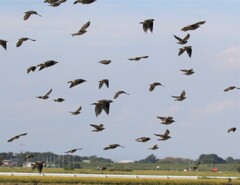 ムクドリさん。