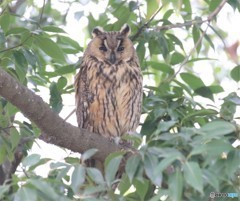 トラフズクさん。
