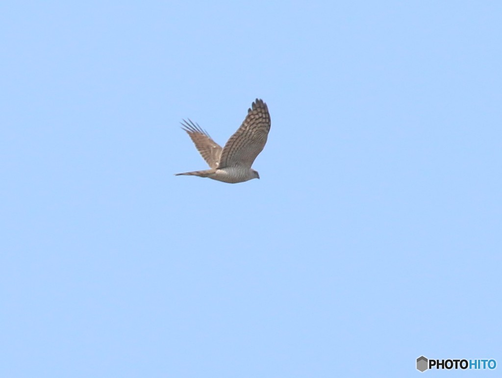 オオタカさん。