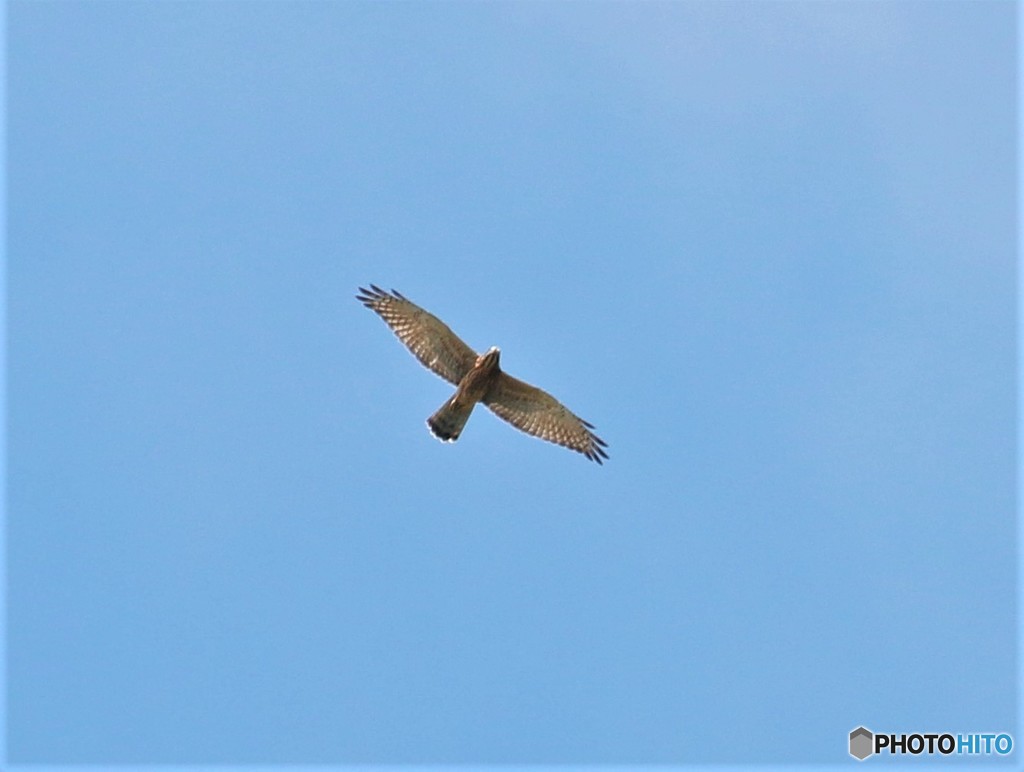 サシバさん。②