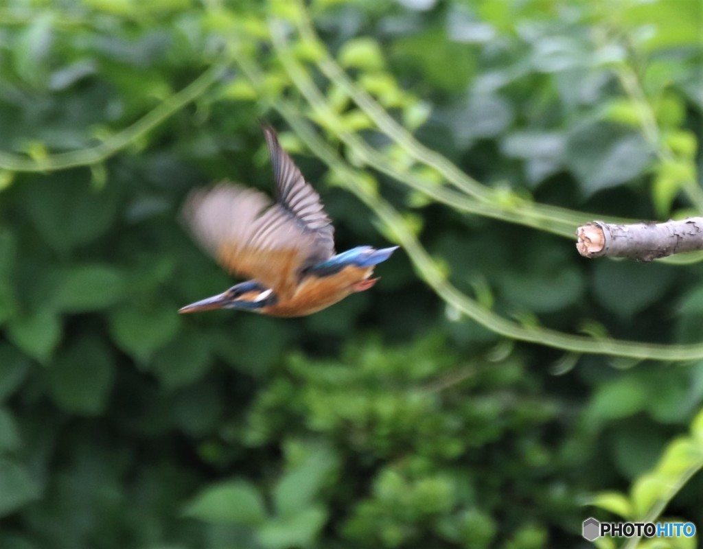 カワセミさん。