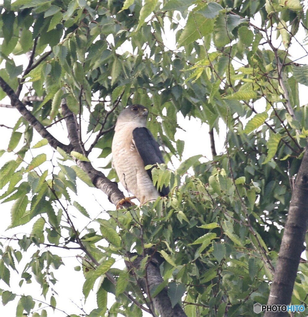 ツミのお父さん。