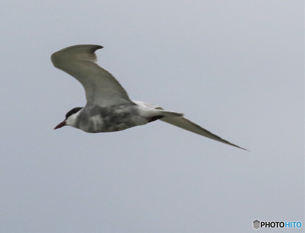 クロハラアジサシさん。