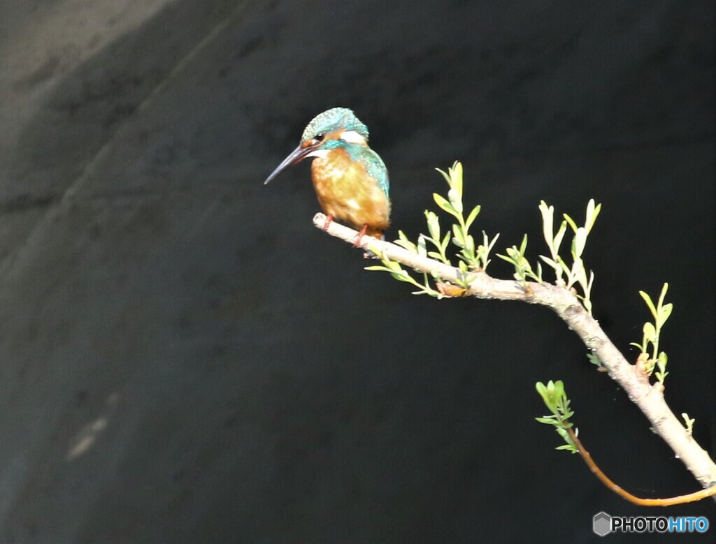 カワセミさん。