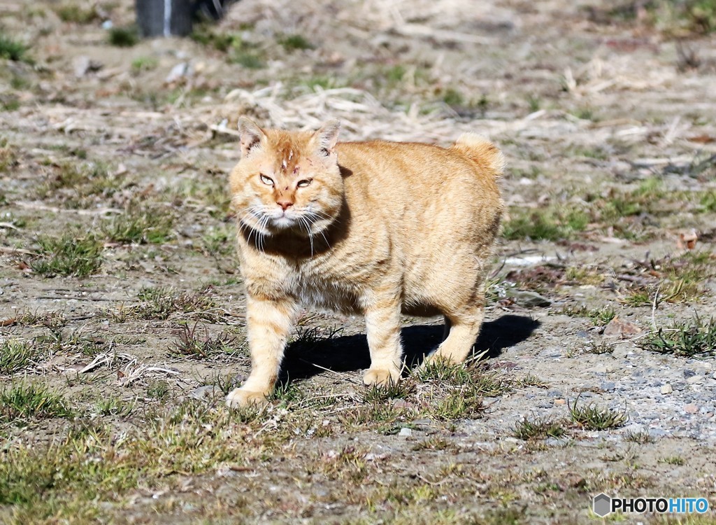 公園のネコさん。