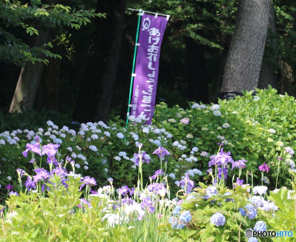 あげお花しょうぶまつり。