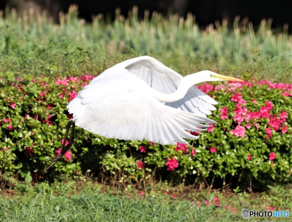 ダイサギさん。
