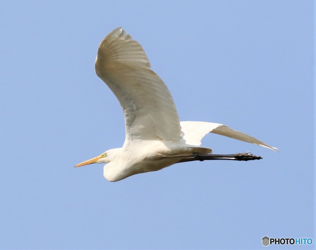 ダイサギさん。