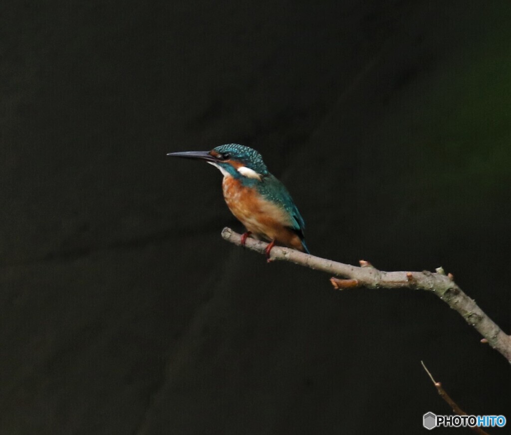 カワセミさん。