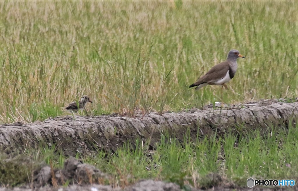 ケリさんの親子。