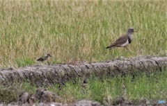 ケリさんの親子。