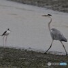 雨の沼・セイタカシギさんとアオサギさん。
