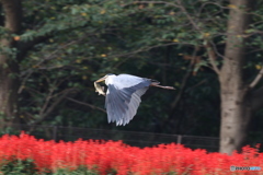 アオサギさん。⑨