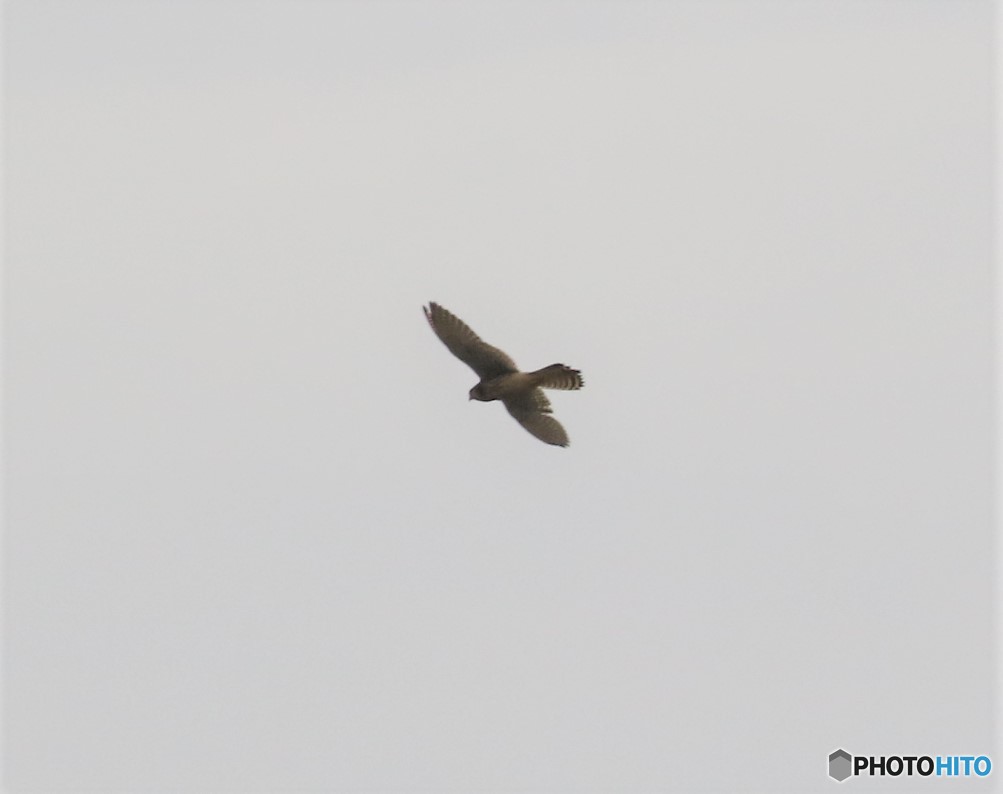 オオタカさん。