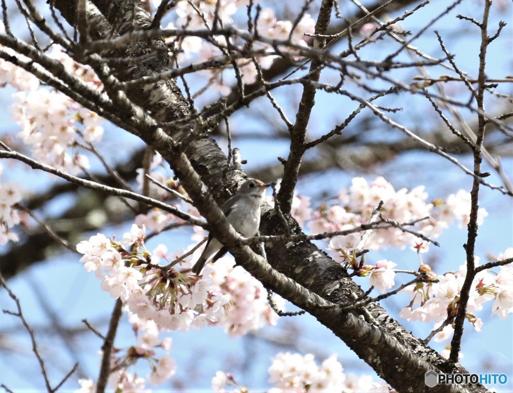 サクラにコサメビタキさん