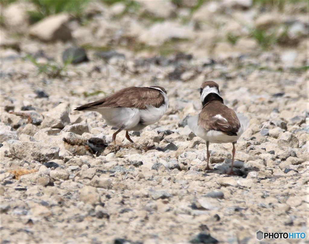 コチドリさんの親子。
