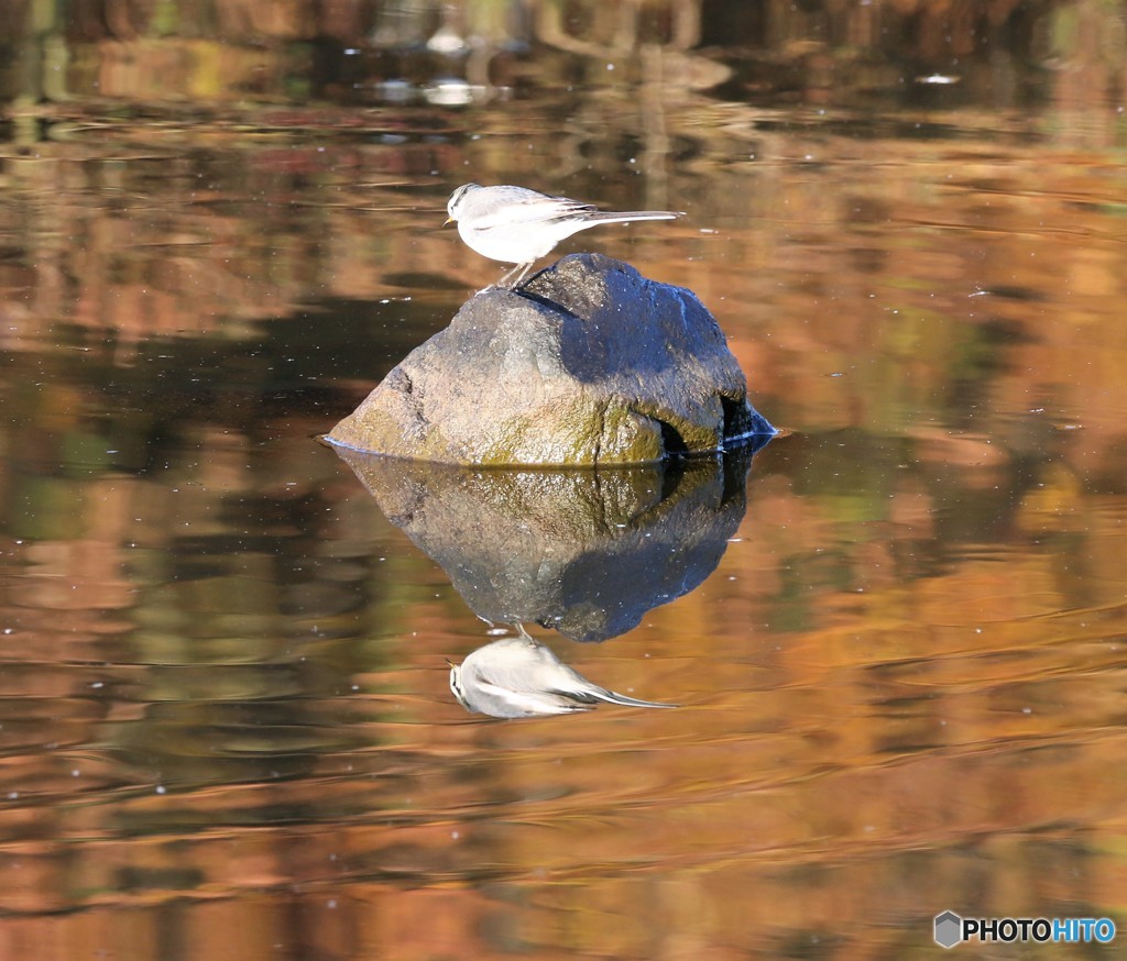 ハクセキレイさん。
