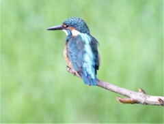 カワセミさん。