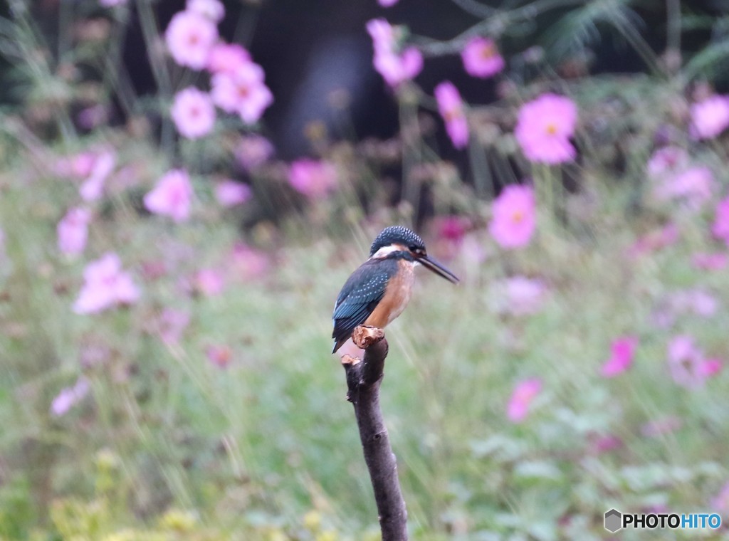 カワセミくんとそろそろ終わりになってきたコスモスの花。